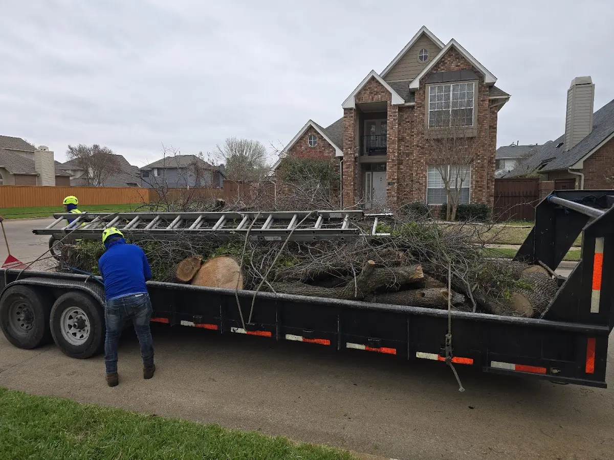 Expert Tree Pest Control with proper safety equipment in Lamar